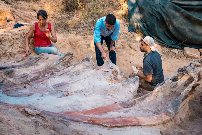 Scientists Discover the Biggest Dinosaur in Europe