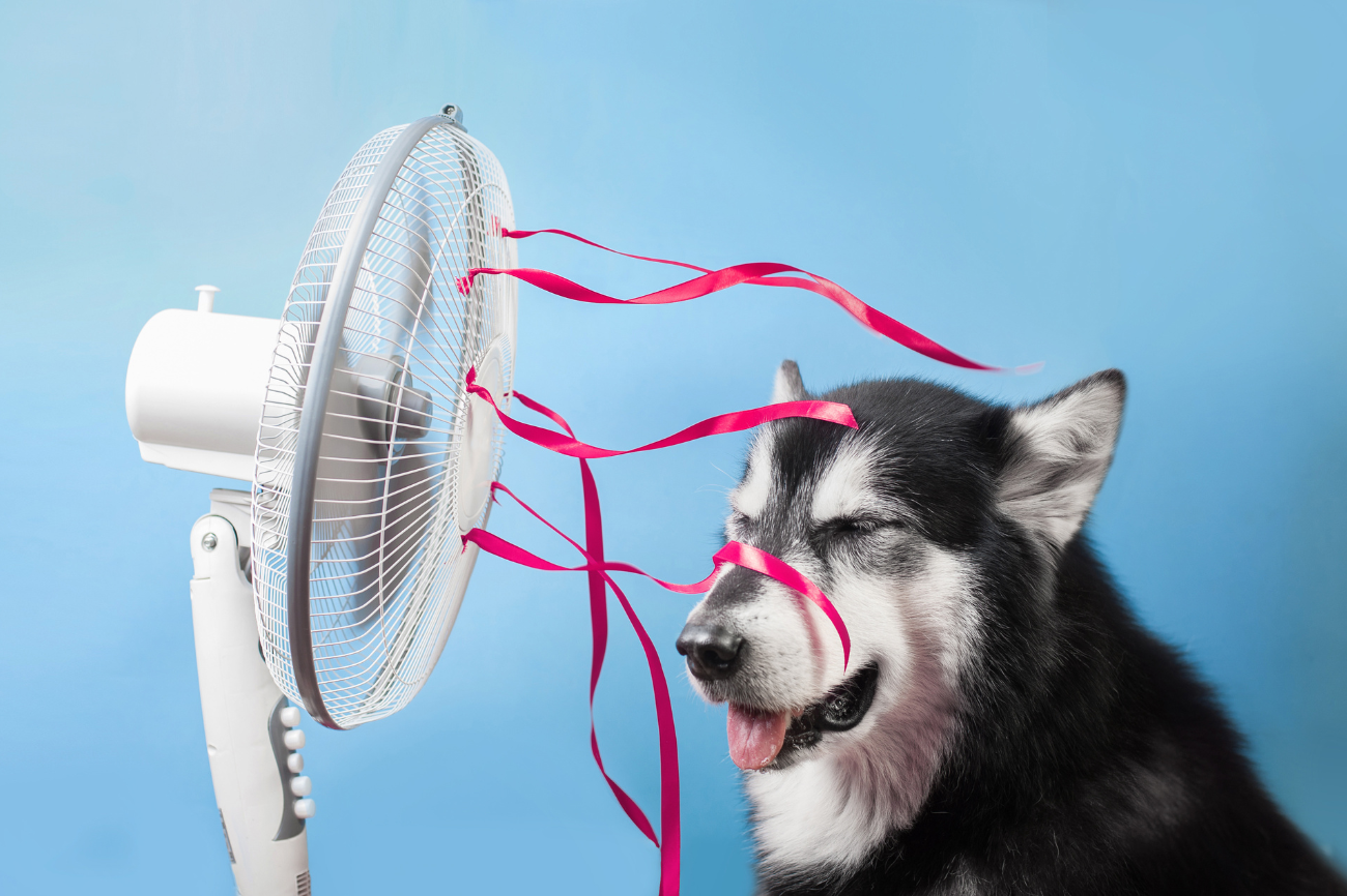 7 Strange Ways Animals Beat the Heat