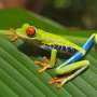Beyond sound: Red-eyed treefrogs use sound and vibration in calls for mates and aggression