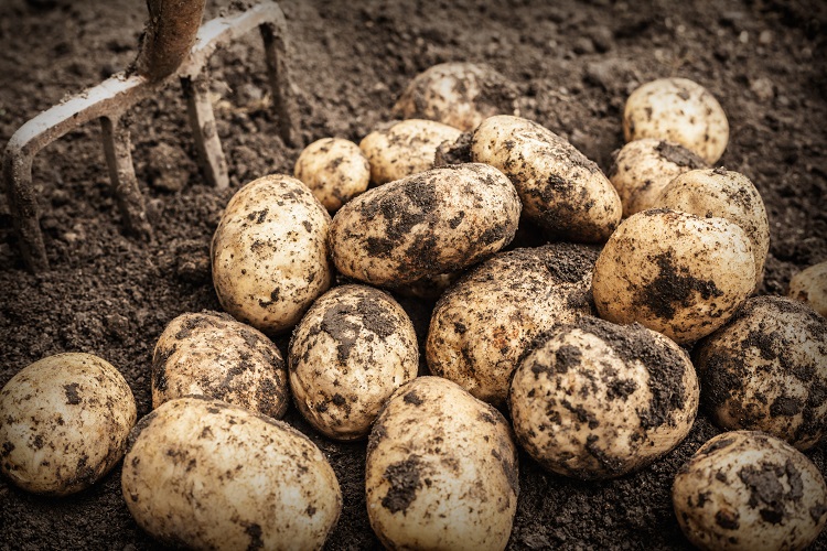 Molecular farming start-up grows egg protein in potato, but ‘ovalbumin is only the beginning’