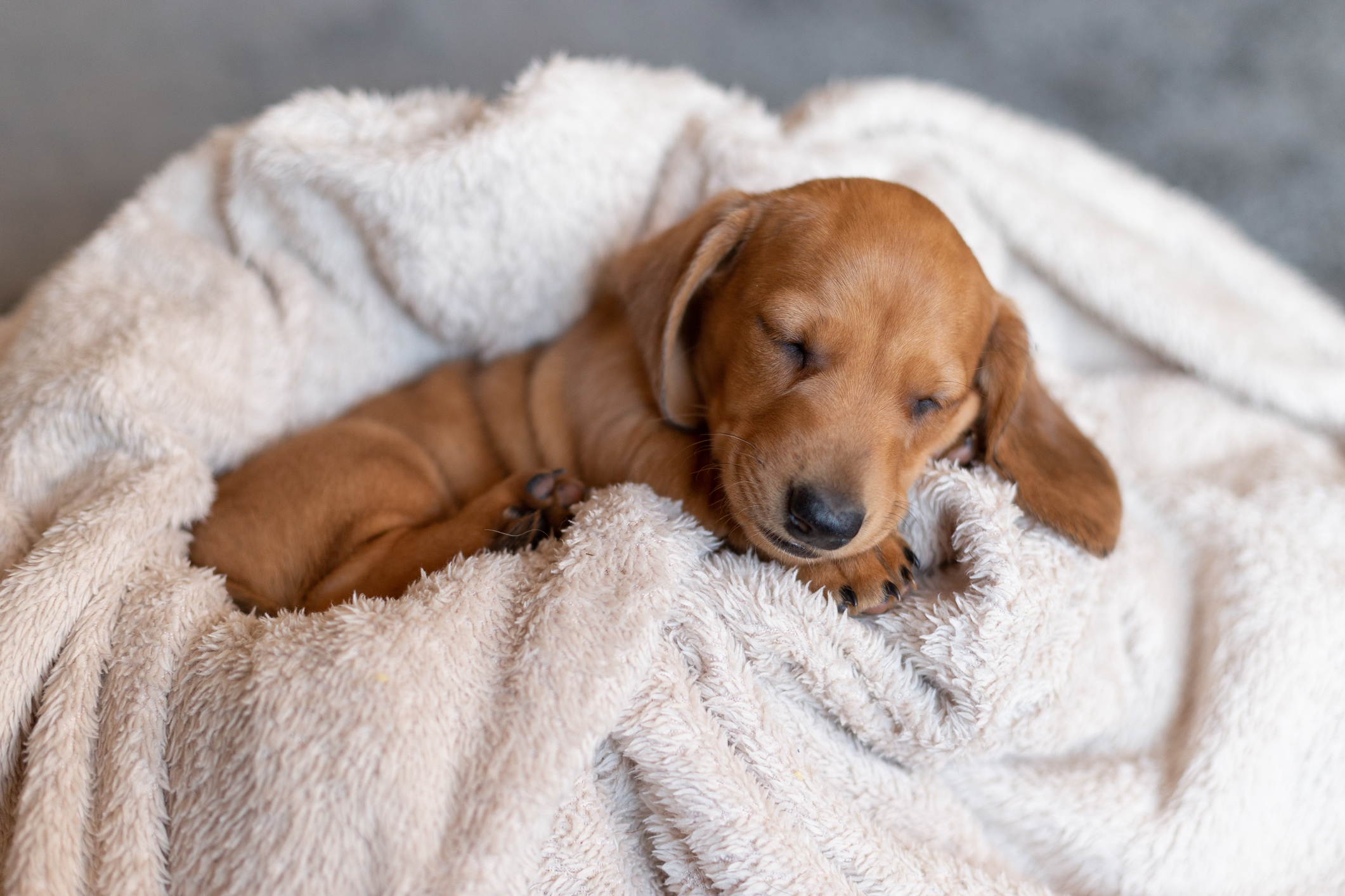Cocker Spaniel Puppy Caught Enjoying Dream Melts Hearts: ‘Happy Tail Wags’