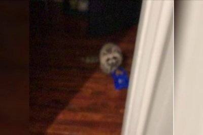Watch: ‘Unpatriotic’ raccoons repeatedly invade official’s home, poop on flag