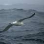 Shy male albatrosses prefer divorce to confrontation: study