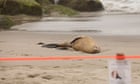 What’s ailing the sea lions stranded on California beaches?