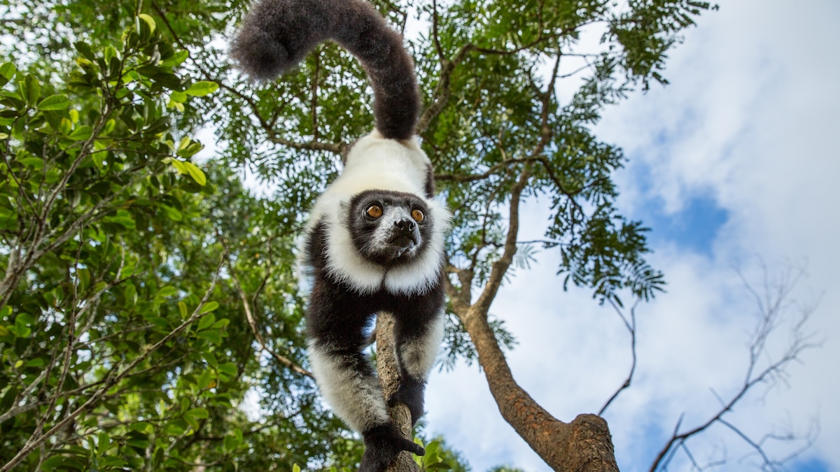 Tuberculosis is killing this zoo’s lemurs—but it hasn’t closed