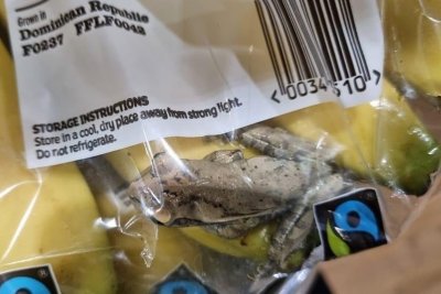 Tree frog stows away from Dominican Republic to England in banana bag