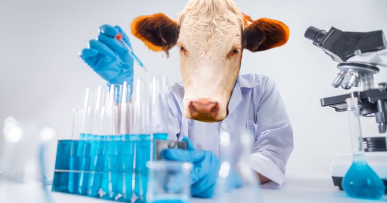 The Dutch are world leaders in lab-grown meat. How come they can’t eat it?