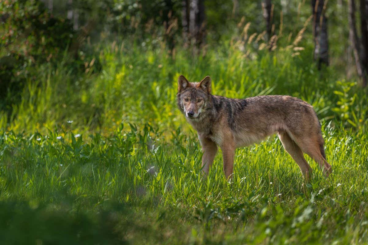 Grey wolves are rebounding but it’s making it hard for them to survive