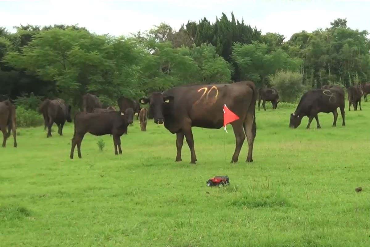 A remote-controlled car with a flag on a pole can herd cattle