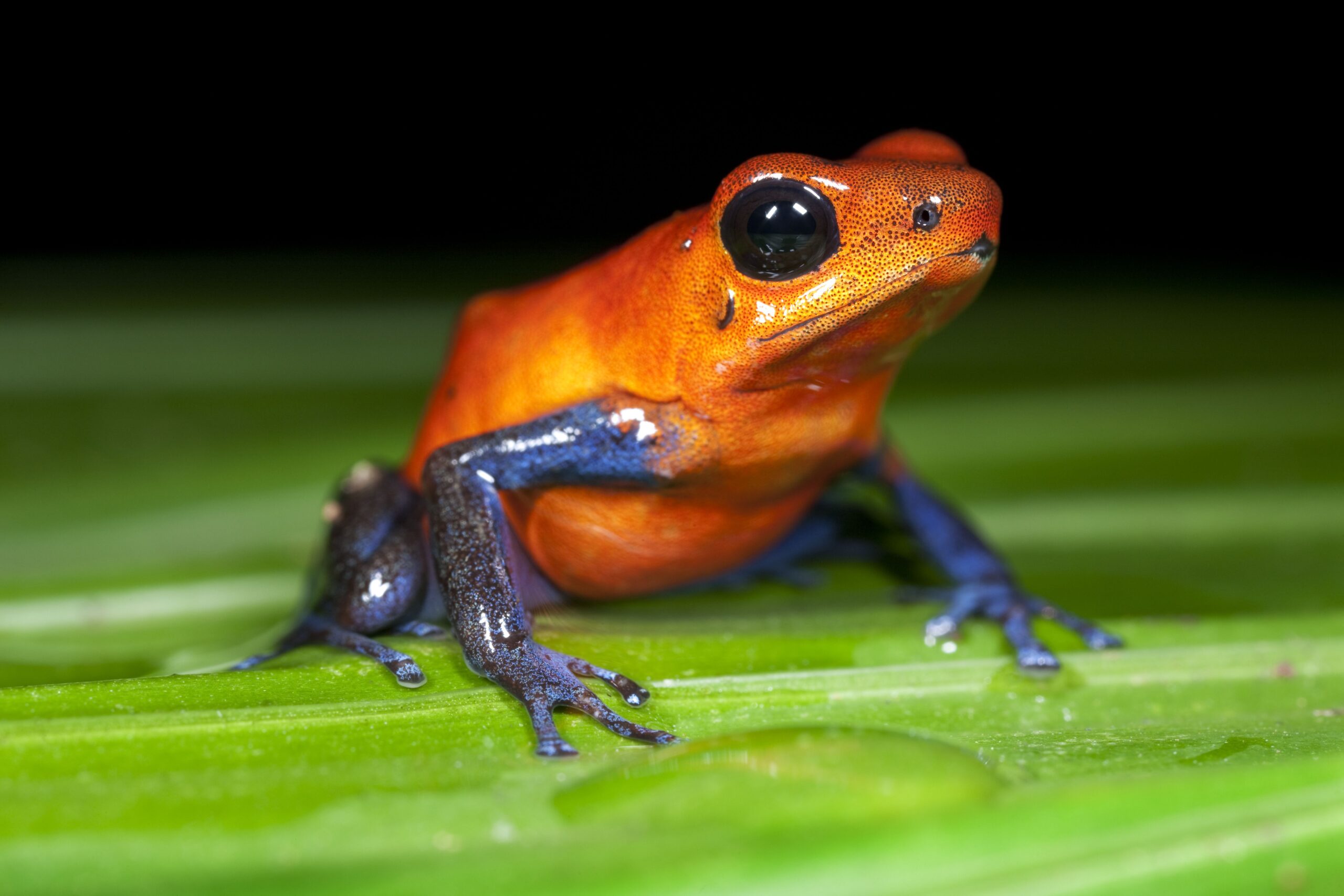 Why Animals Use Bright Colors to Warn or Attract