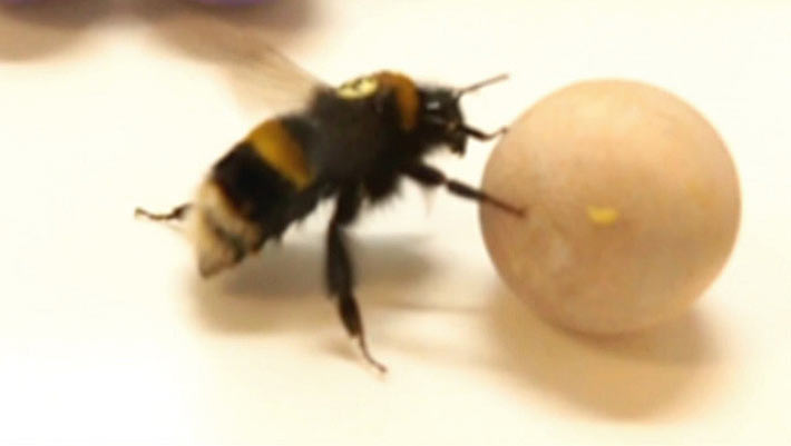 Behavioral Phenomenon in Bumblebees Resembles Object Play