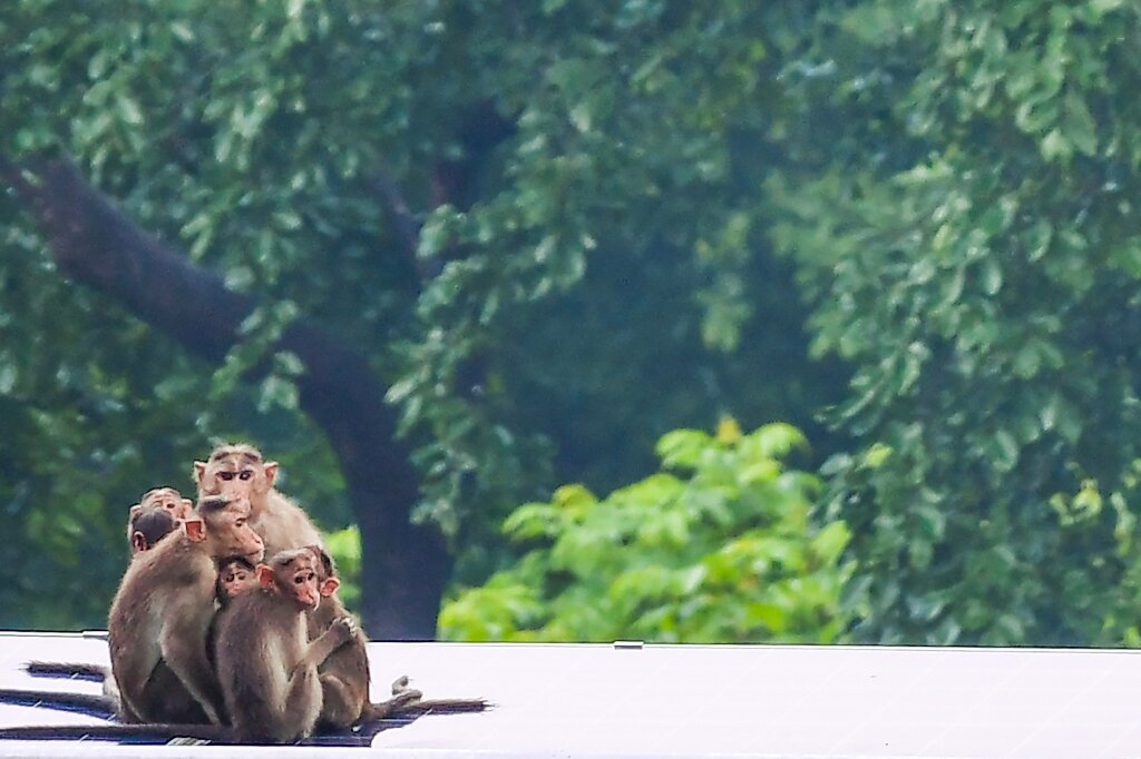 Controversial monkey study reignites animal testing debate…