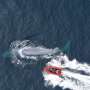 Blue whales eat 10 million pieces of microplastic a day: study