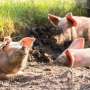 Piggy in the middle: Pig aggression reduced when a bystander pig steps in