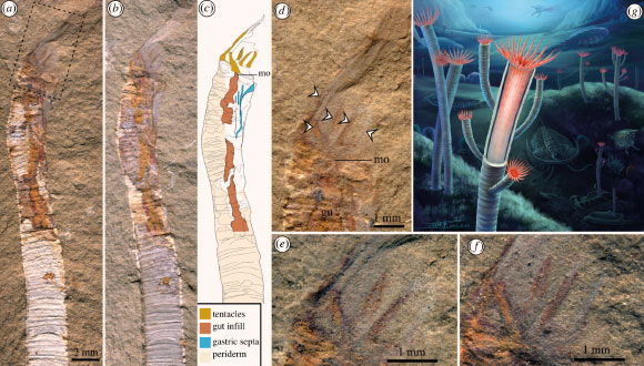 Paleontologists Solve Mystery of Problematic Tubular Fossils from Cambrian Period