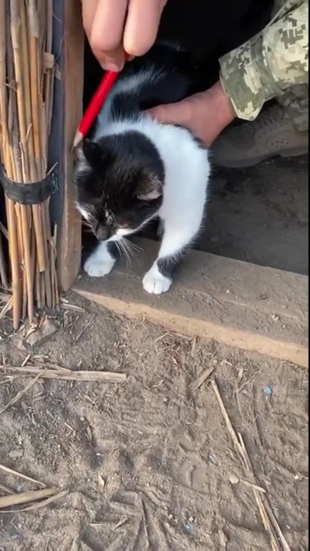 Ukrainian soldier makes a cat checkpoint in his trench.