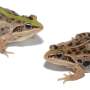 Researchers uncover insights into the evolution of color patterns in frogs and toads