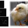 Neonicotinoid causes ASD-like symptoms in chicks, finds study