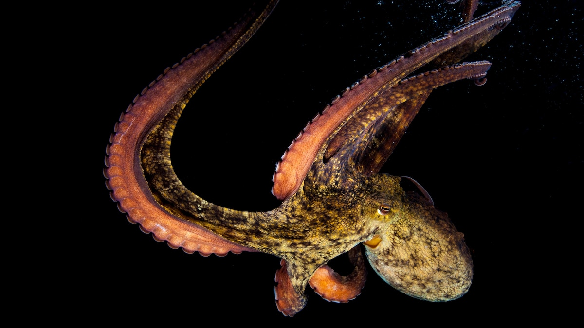 This octopus was caught defending its space—by throwing things