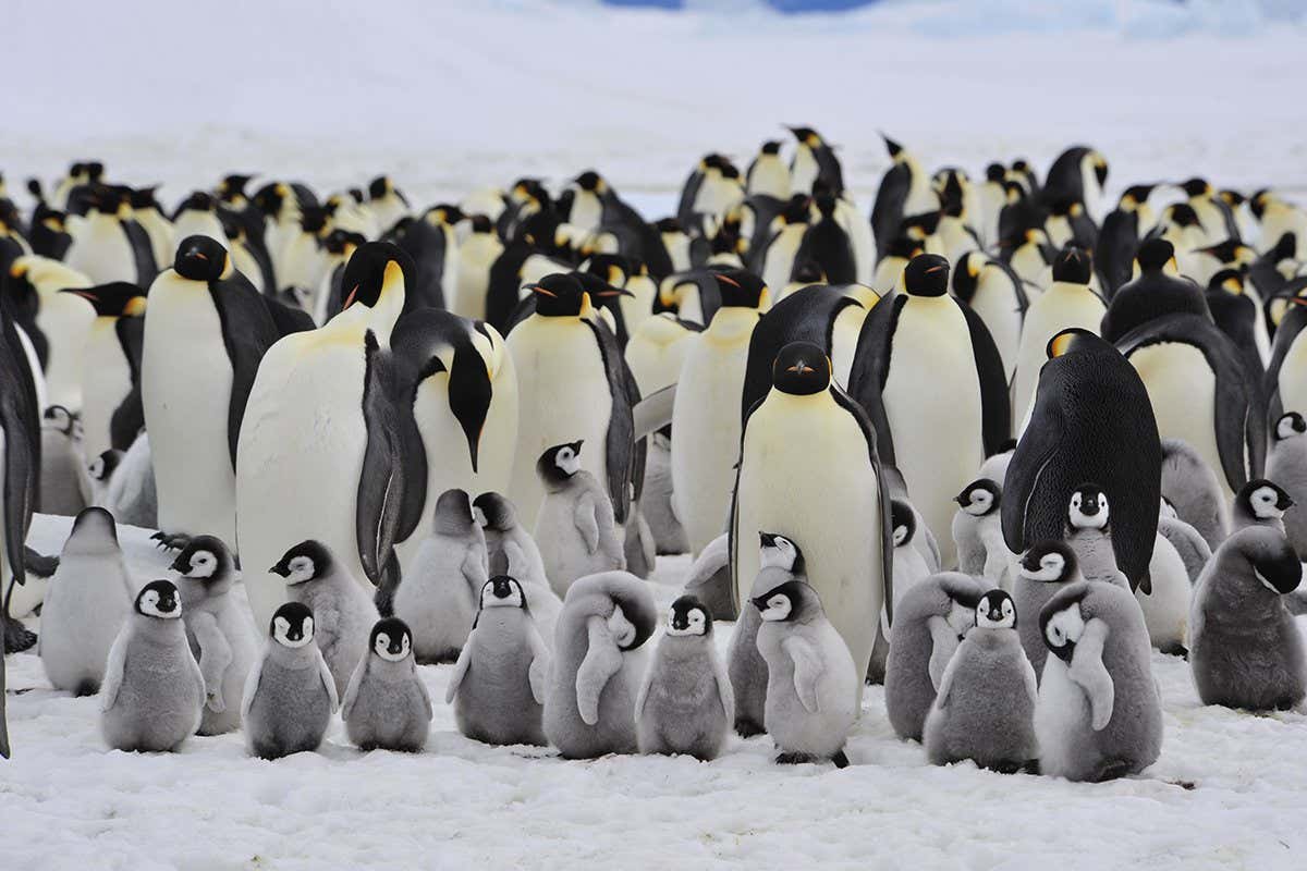 Most Antarctic animals and plants are set to decline by 2100