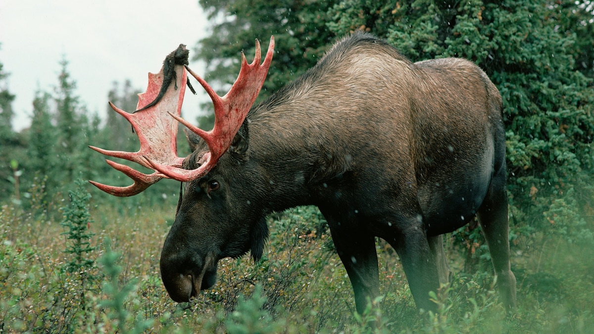 Why moose need to shed their antlers