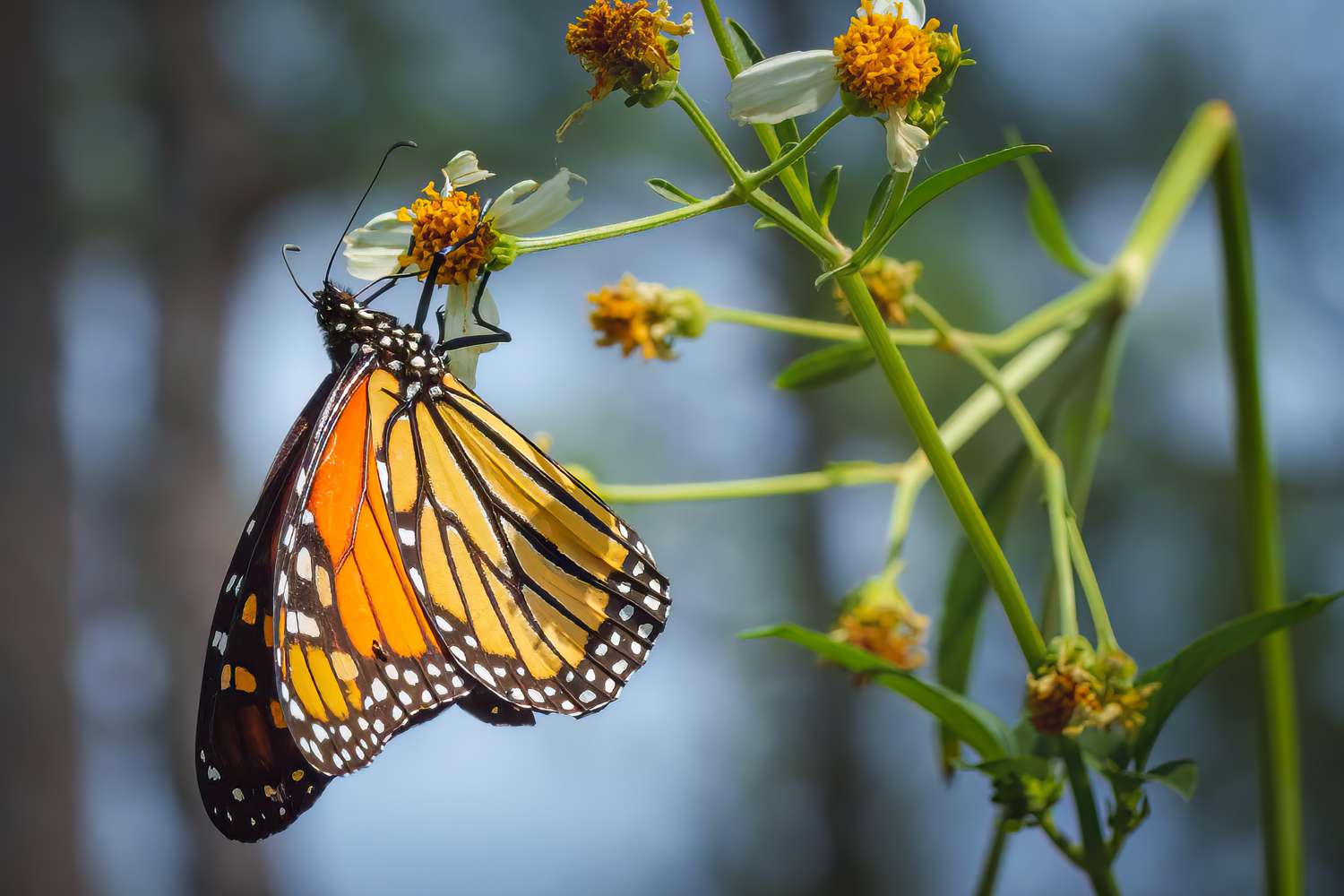 Monarch Butterflies Will Go Extinct if We Don’t Take Action Now