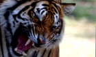 Two tigers briefly missing after Georgia zoo damaged by tornado
