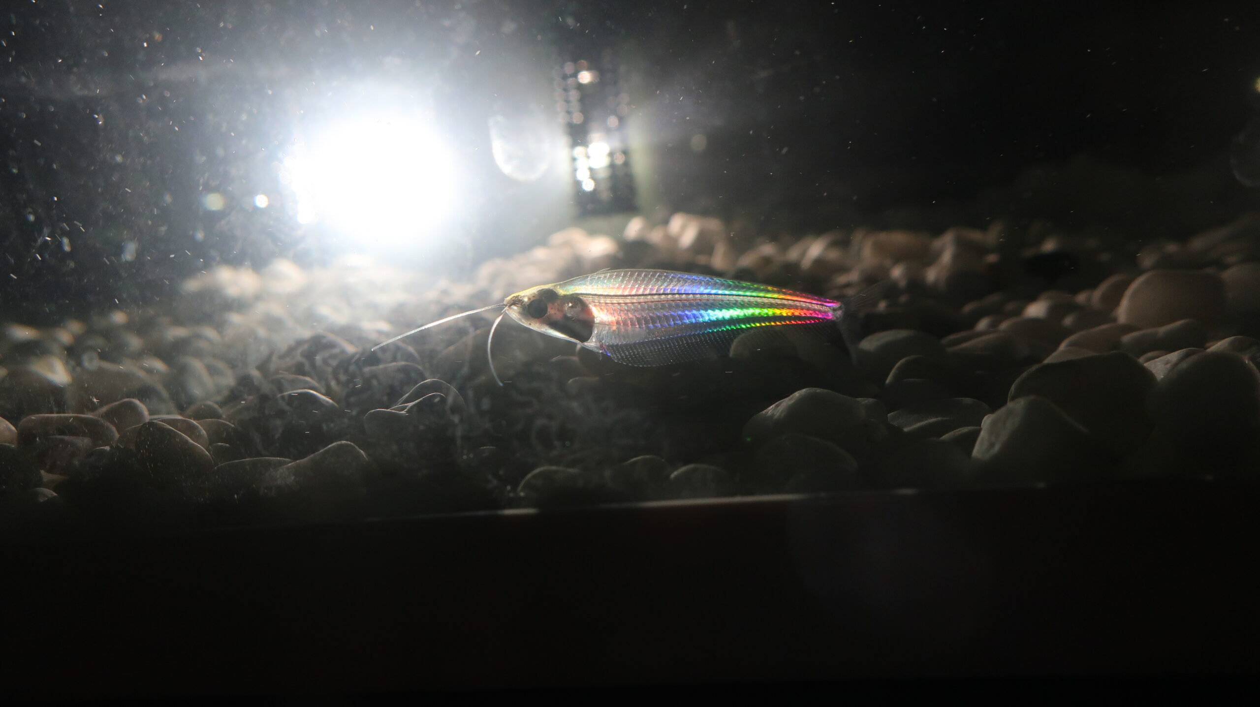 How The Ghost Catfish Turns Into A Rainbow