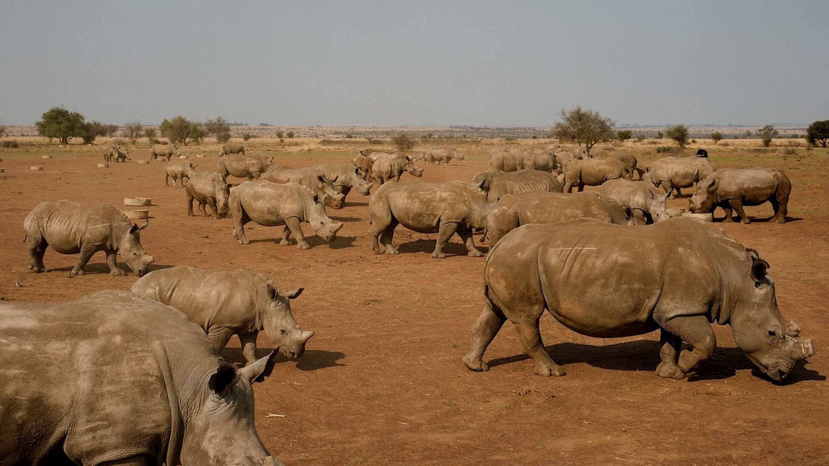 Will anyone want to buy 2,000 rhinos? We’ll soon find out.