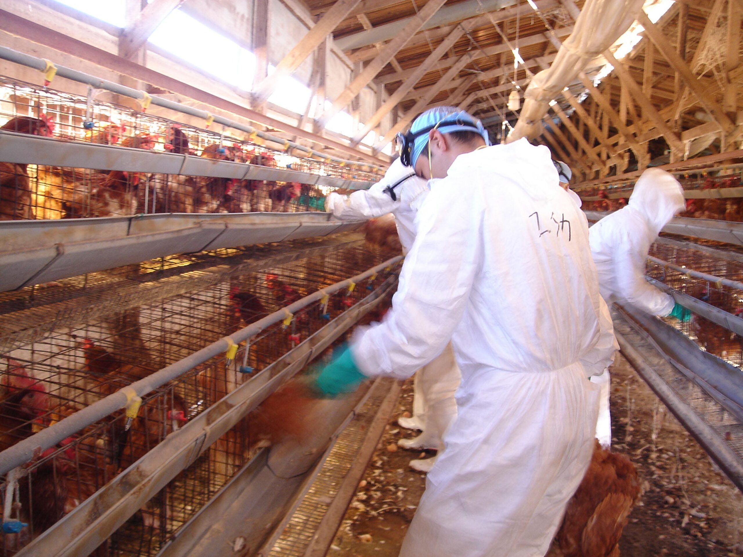 Japan killed 17 million chickens amid an outbreak of bird flu. Now it’s running out of space to bury them.