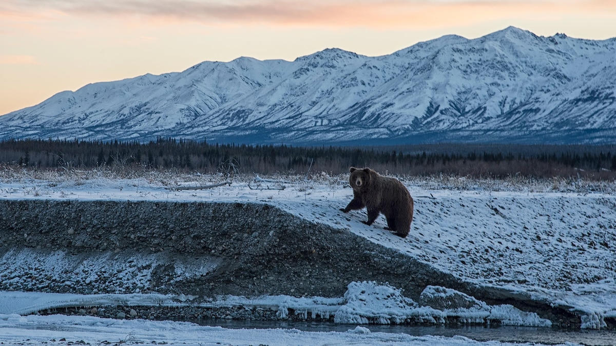 The U.S. is working on a last-ditch effort to resurrect its grizzly bears