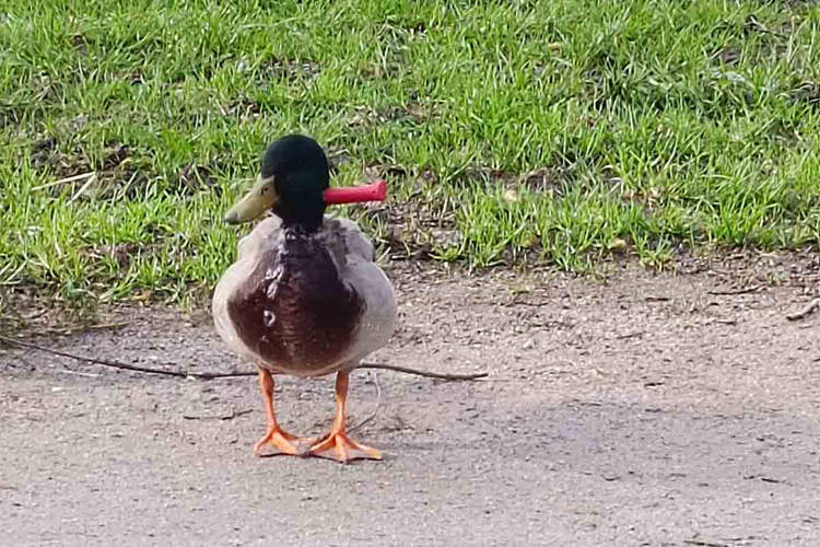 Wild Duck Lives With Knife Stuck in Its Neck