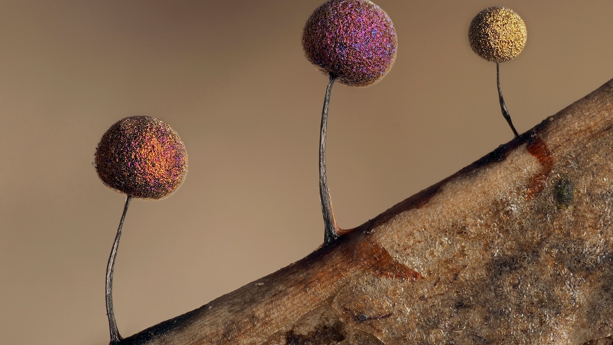 Behold the surreal magic and mystery of slime molds