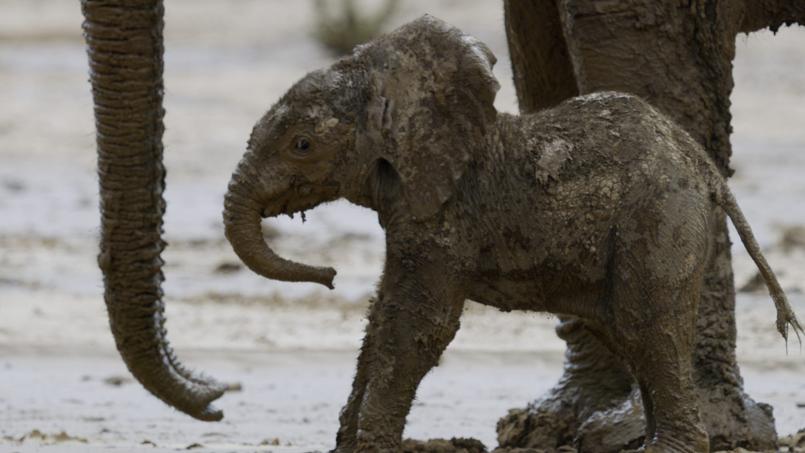 Baby Elephant on Verge of Extinction Filmed Using Mud As Sunscreen