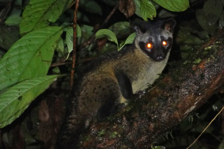 Philippine tribe boosts livelihoods and conservation with civet poop coffee