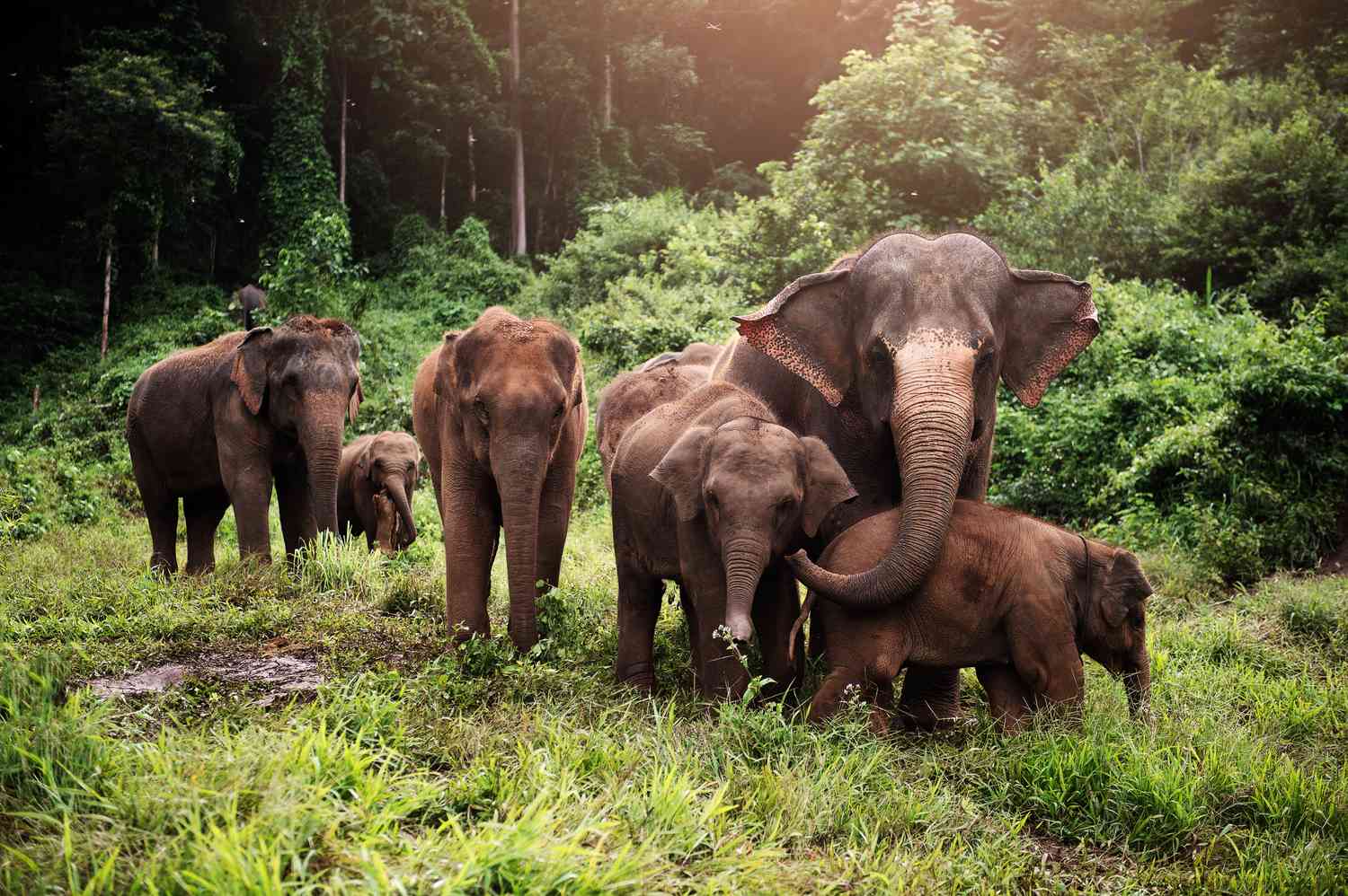 Elephants Have Lost Nearly Two-Thirds of Their Habitat Across Asia