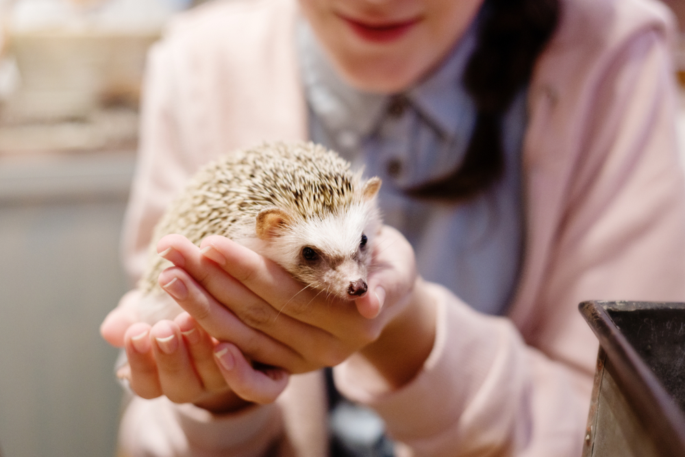 Are Japan’s Animal Cafes a Bad Idea?