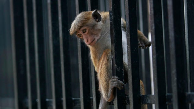 China wants 100,000 Sri Lankan macaques