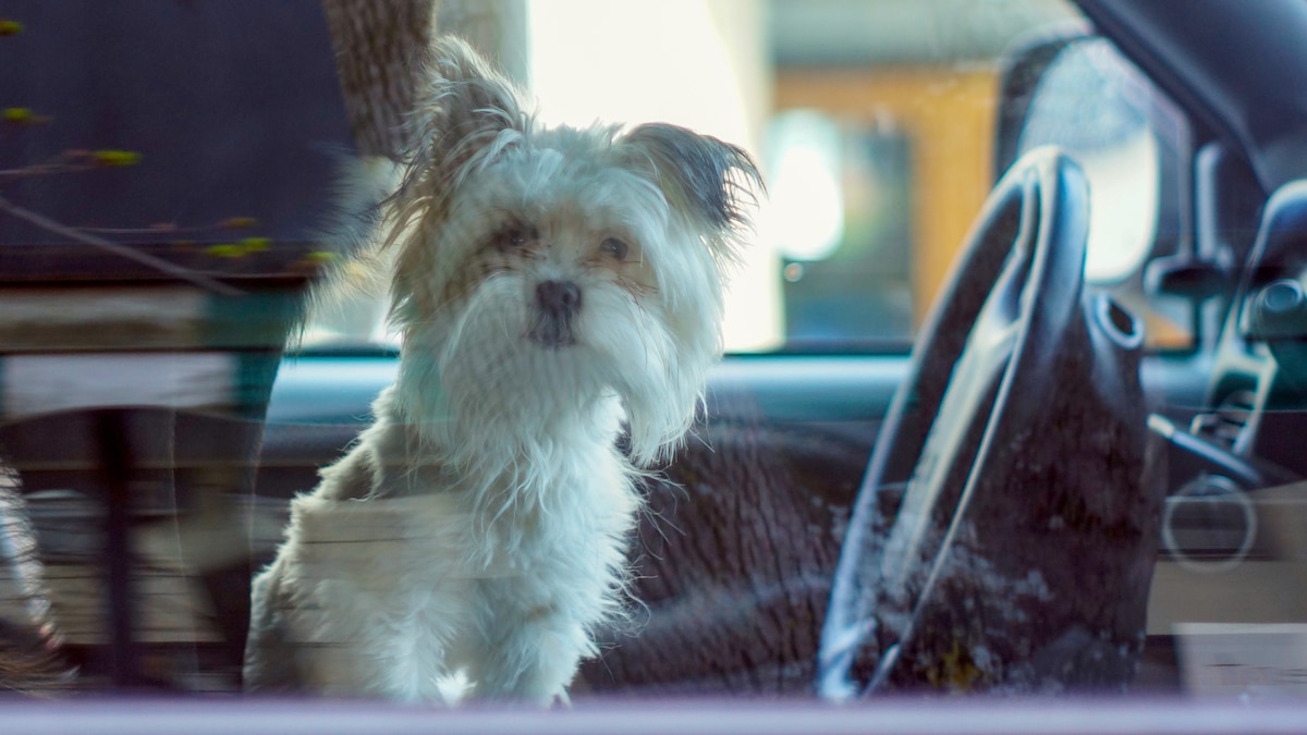 See a dog locked in a hot car? Here’s what you can do.